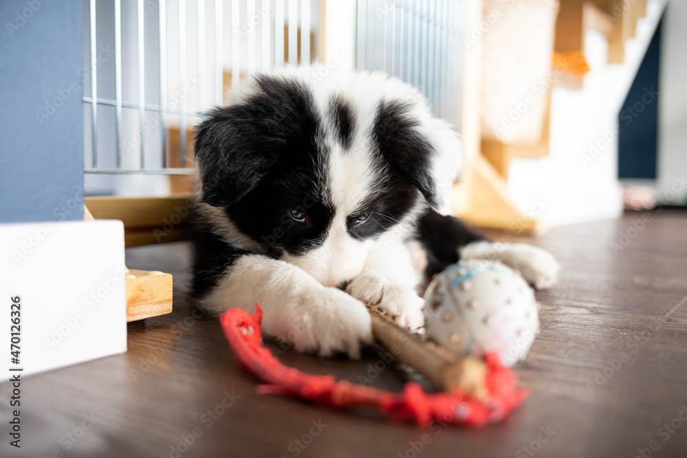 小狗边境牧羊犬在家玩玩具