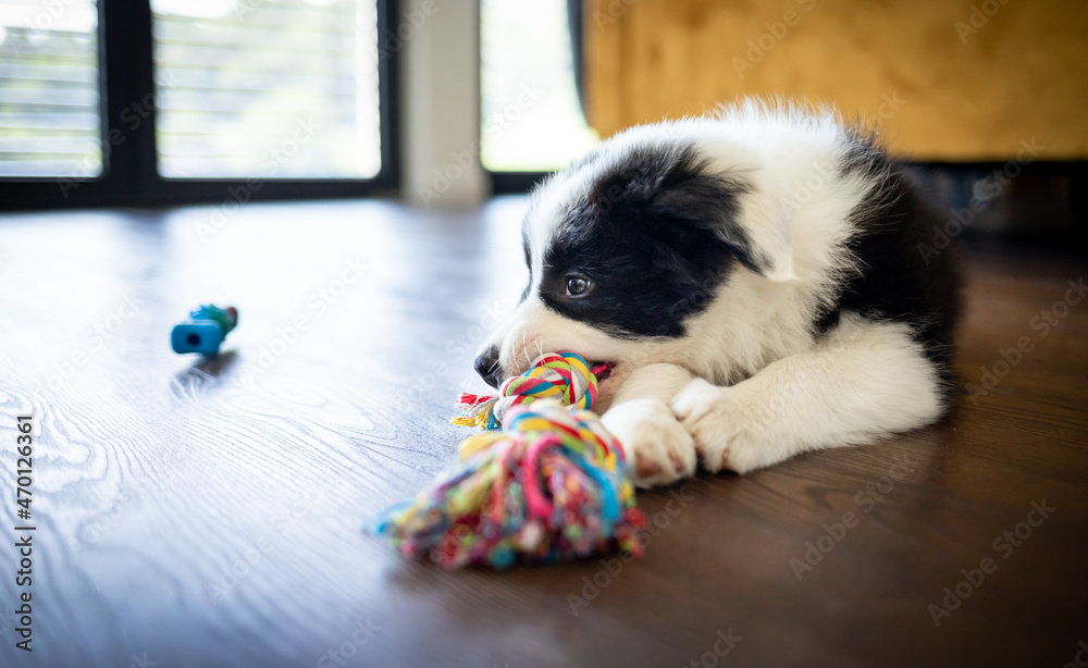 小狗边境牧羊犬在家玩玩具