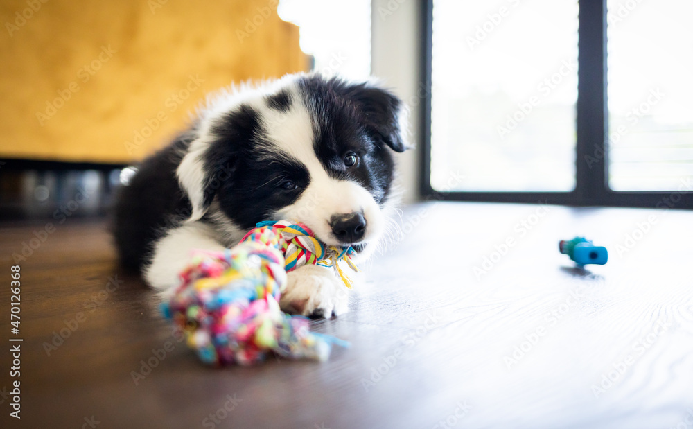 小狗咬玩具玩边境牧羊犬