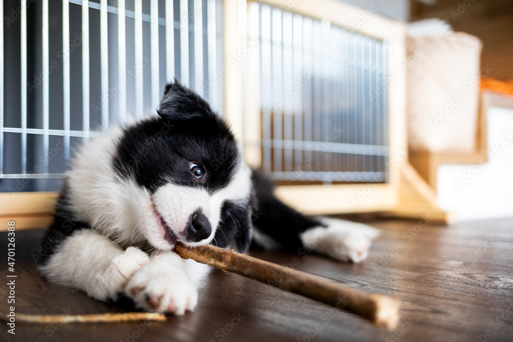 小狗咬着玩具玩边境牧羊犬