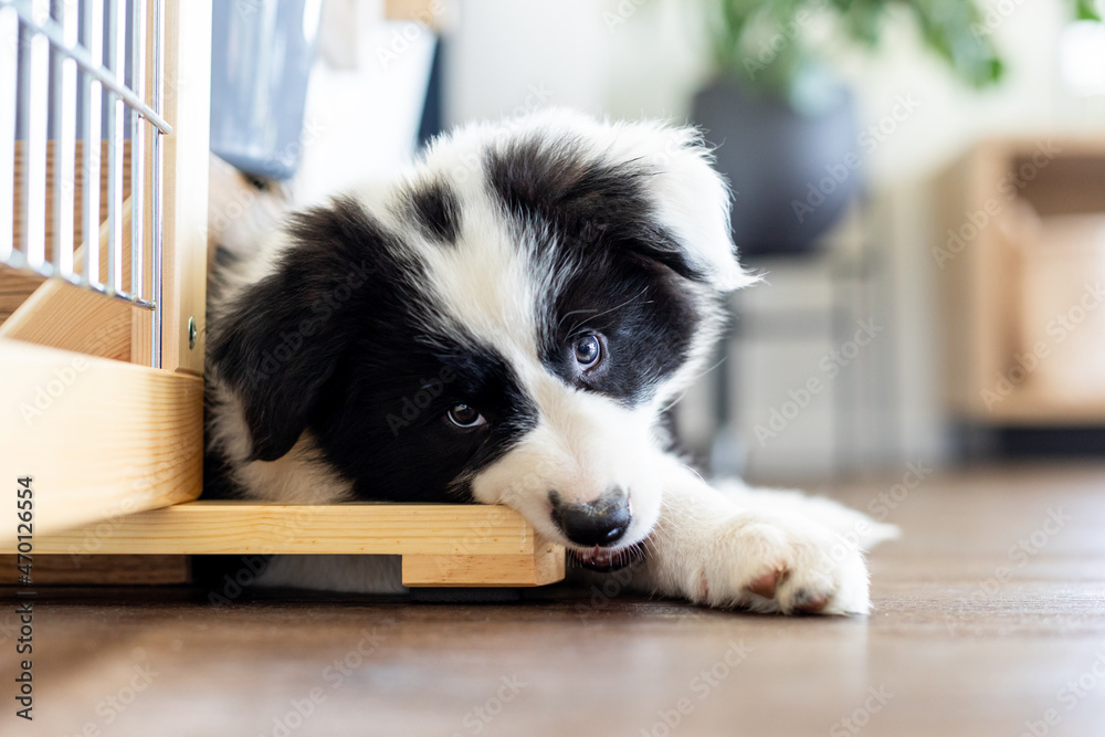 小狗边境牧羊犬在家咬家具