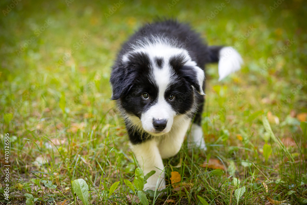 小狗边境牧羊犬在绿草上爬行