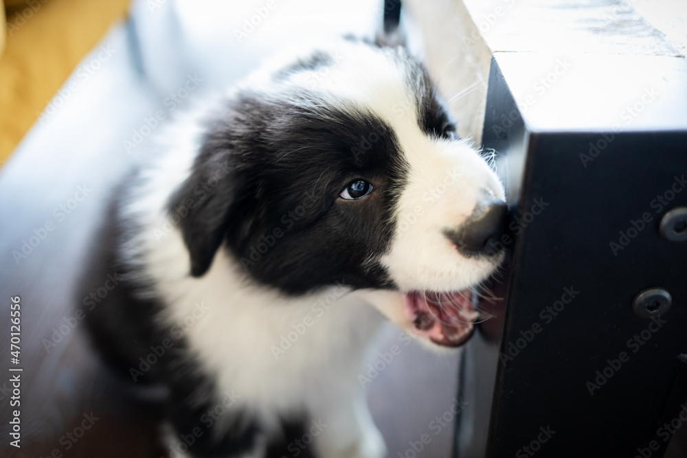 Puppy Border Collie dog bites furniture at home