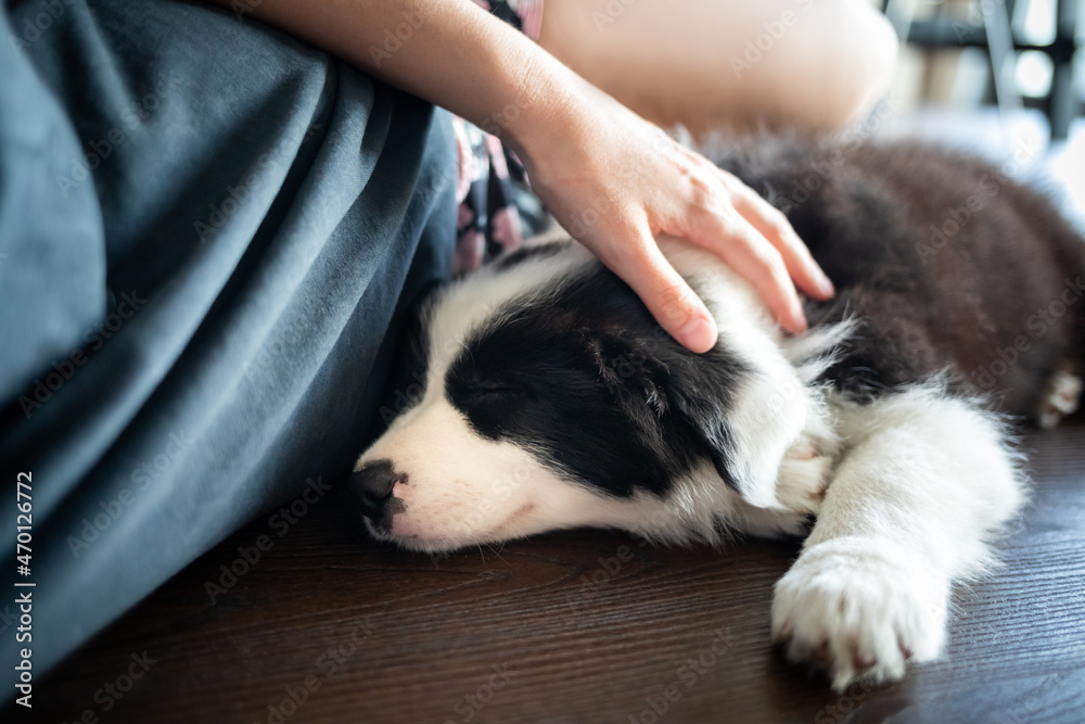 可爱的小狗睡在主人边境牧羊犬附近