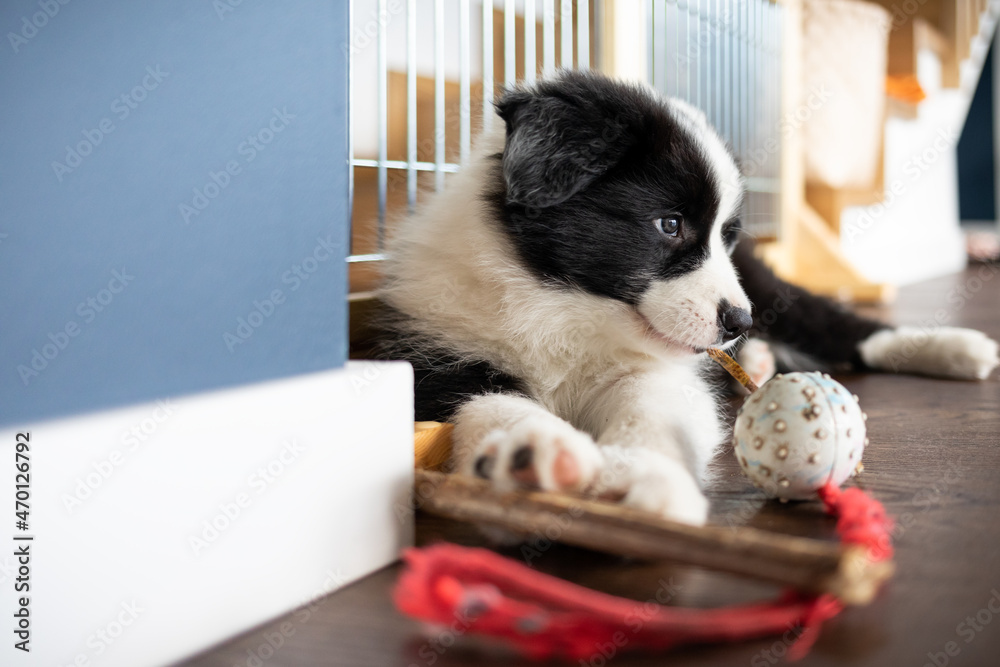 可爱的边境牧羊犬在家