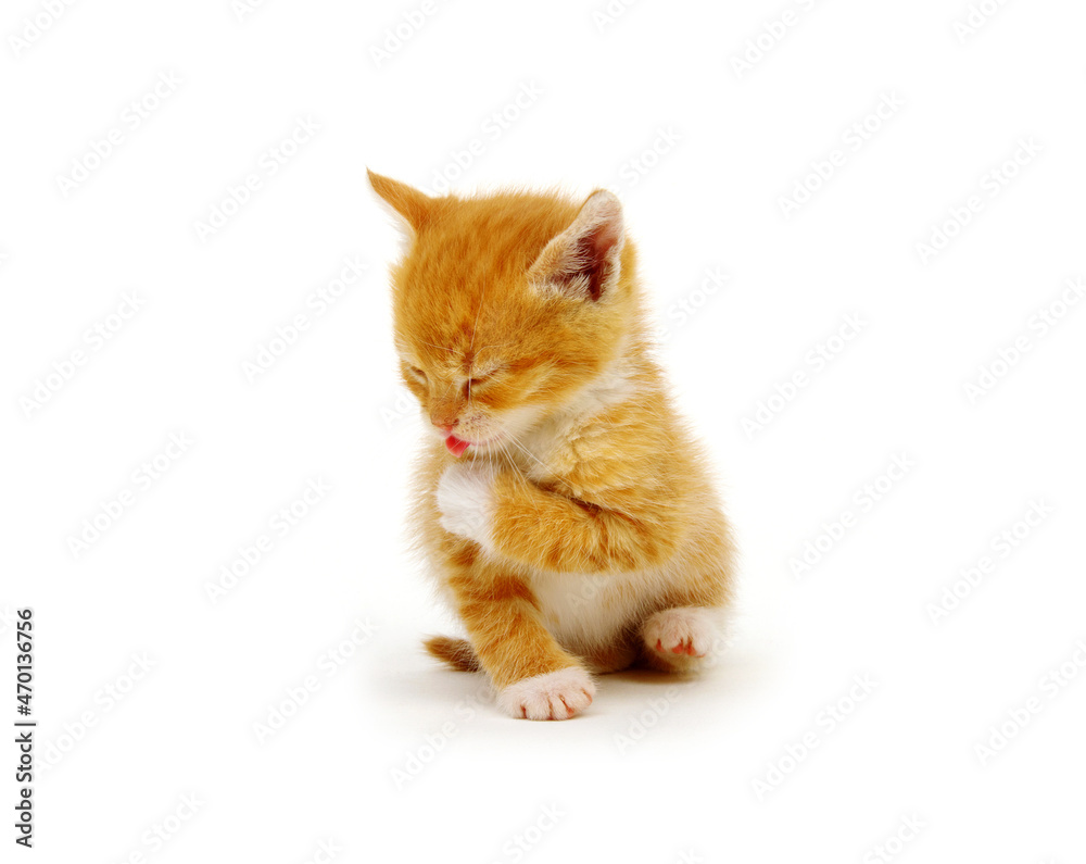 Kitten isolated on a white background.