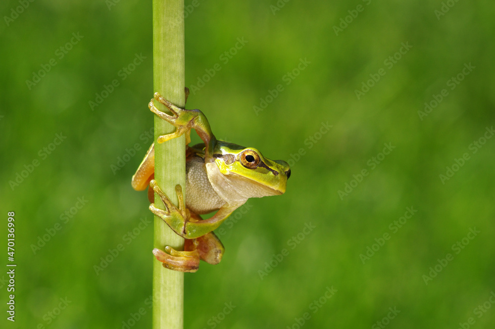 Green tree frog on grass