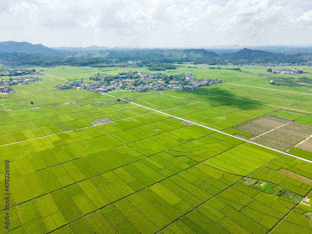 夏季中国南方农村的绿色稻田景观。