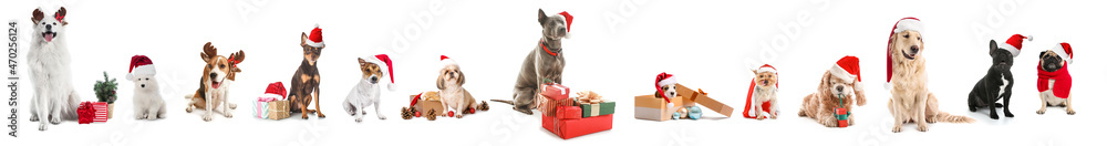 Cute dogs with Santa hats and gifts on white background