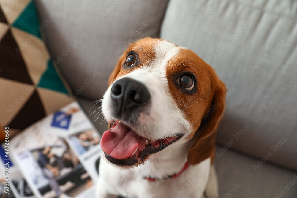 可爱的小猎犬坐在家里的沙发上，特写镜头