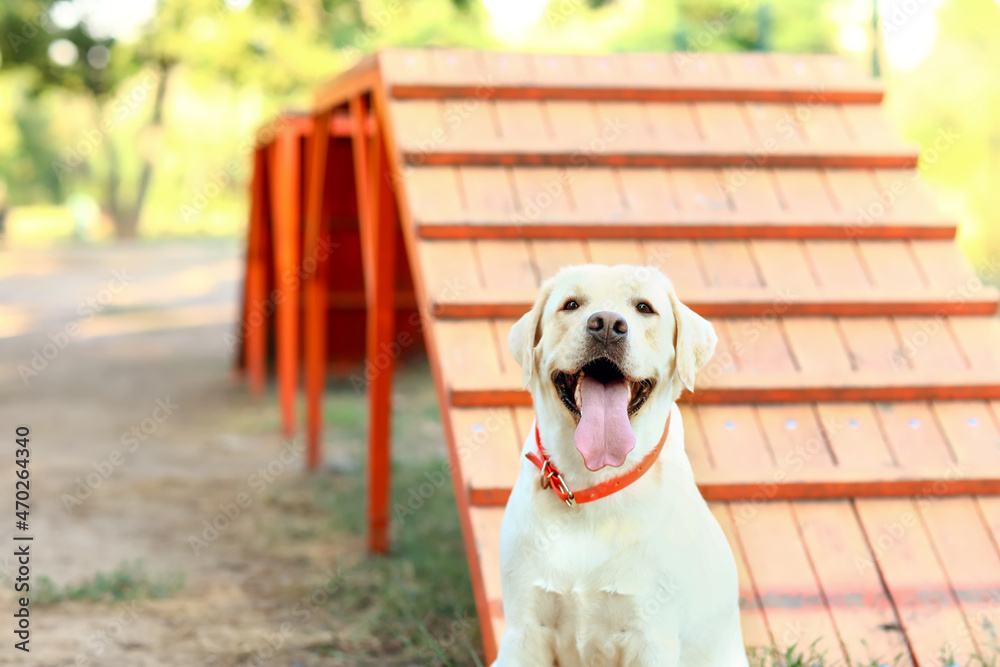 可爱的拉布拉多犬在户外训练区