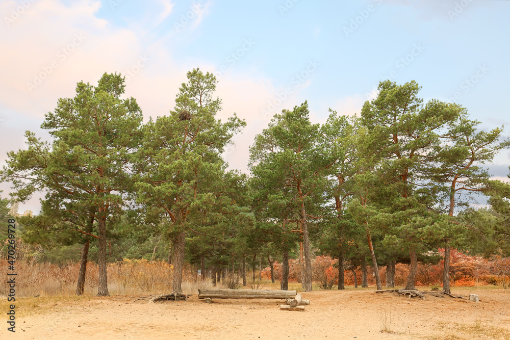 Coniferous trees in park on autumn day