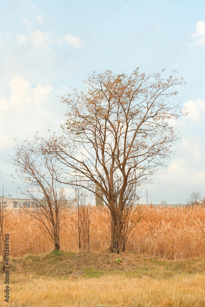 Bare trees outdoors on autumn day