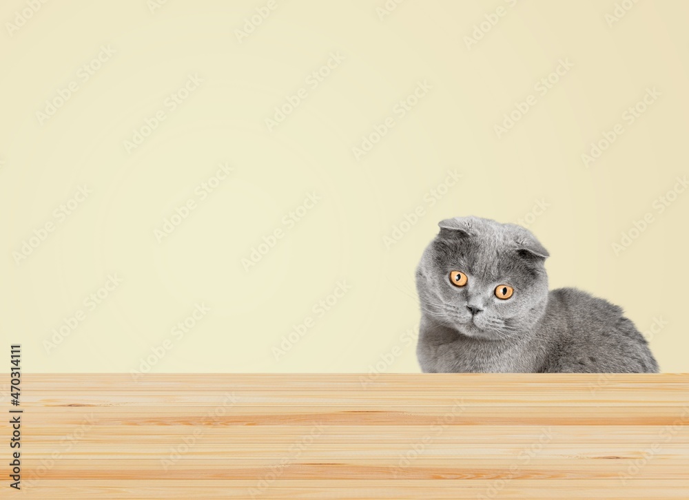 The cute small kitten was curiously looking up at the wooden table.