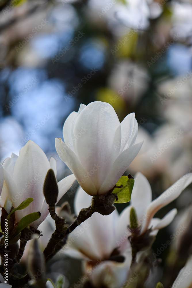 春玉兰树花。