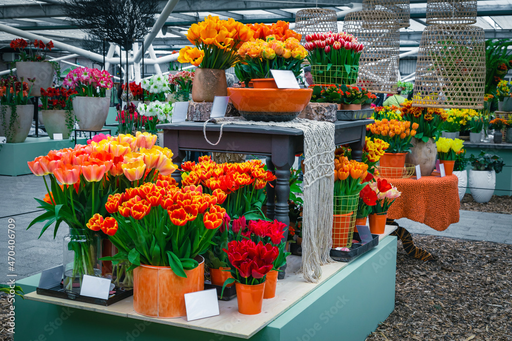 Flowering tulips in the flowerpots on the stand, Keukenhof, Netherlands