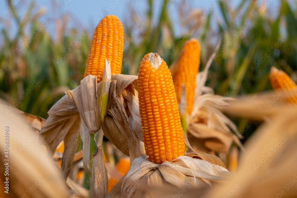 yellow ripe corn on stalks for harvest in agricultural cultivated field in the day