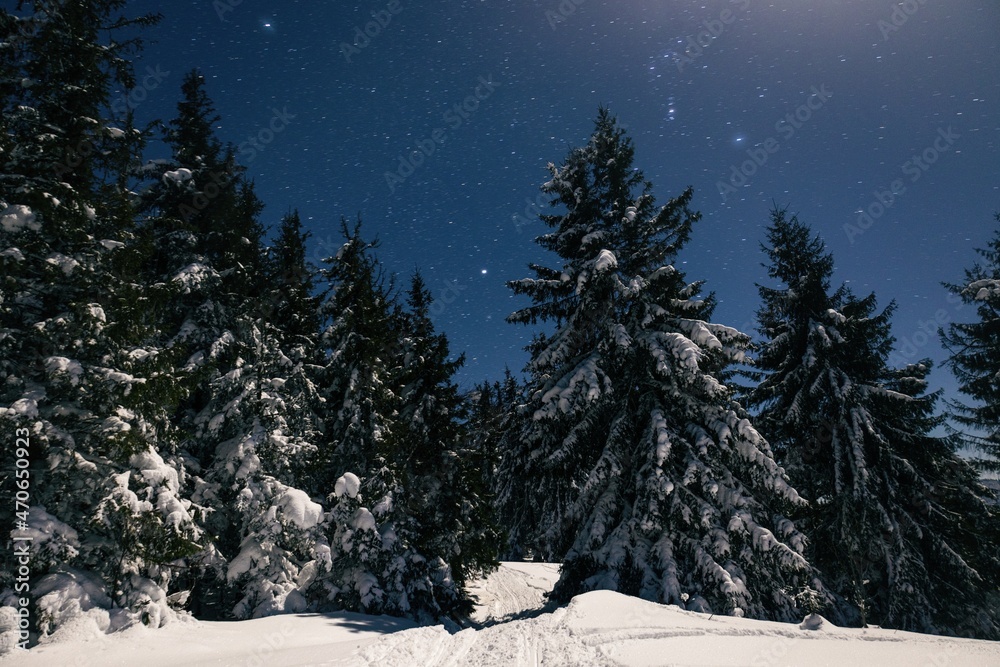 美丽的自然星空与雪杉树