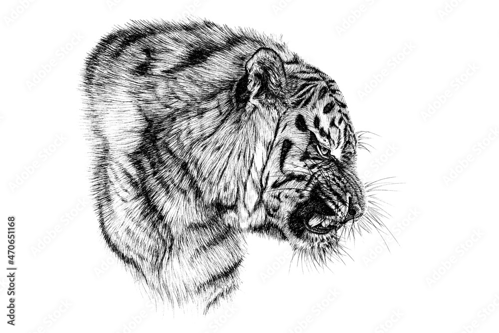 Hand drawn angry tiger portrait, sketch graphics monochrome illustration on white background