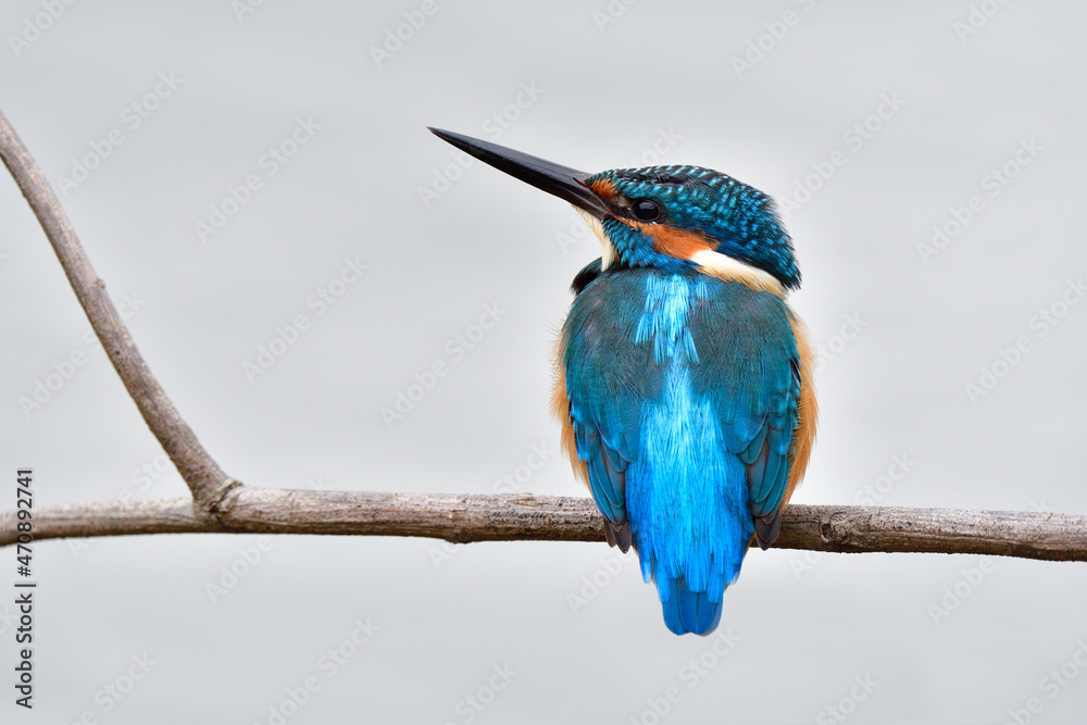 Lonely blue bird sitting on dried wooden branch over white water in plasid lake, common kingfisher