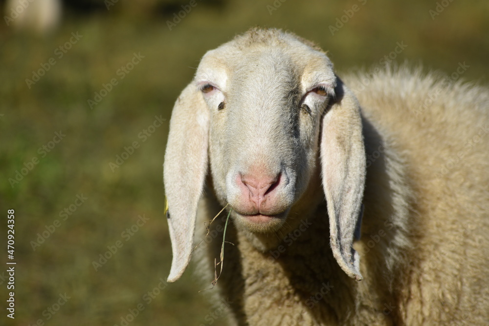 close up of a sheep