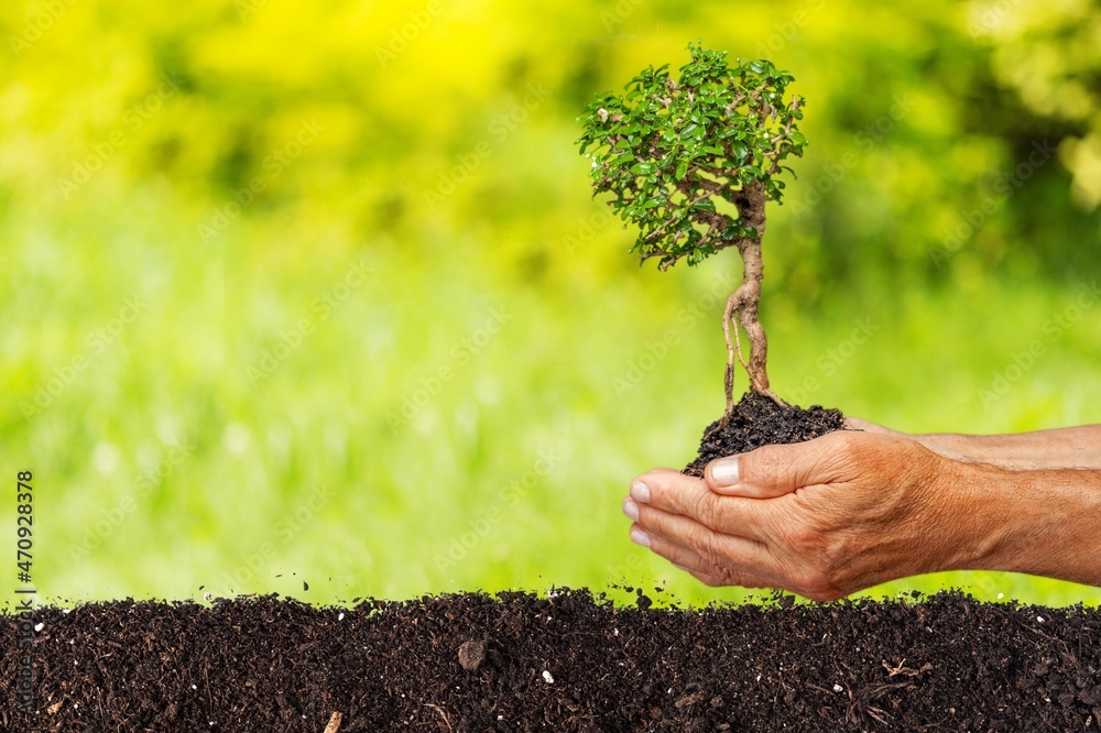 Farmers hands planted a tree on the ground and green background