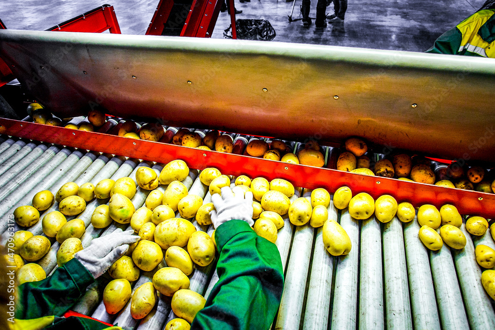 Potato sorting, processing and packing on factory