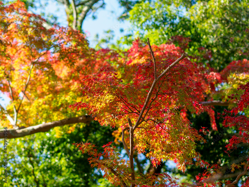 信貴山の紅葉