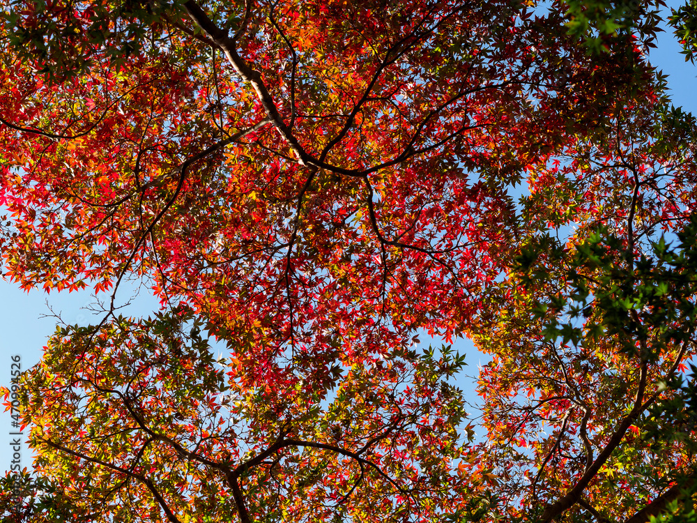 信貴山の紅葉