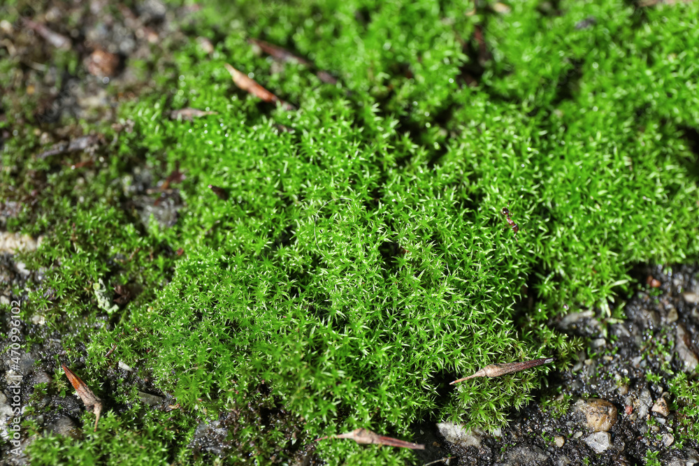 绿色苔藓长在墙上