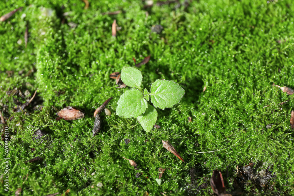 地面上生长的新鲜绿色苔藓