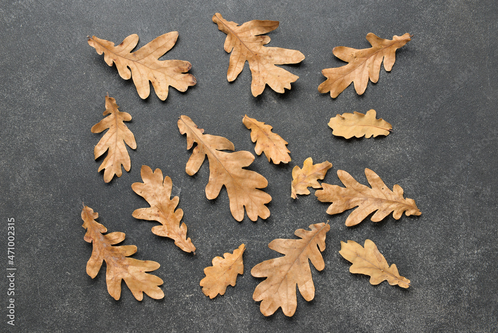 Oak autumn leaves on dark background