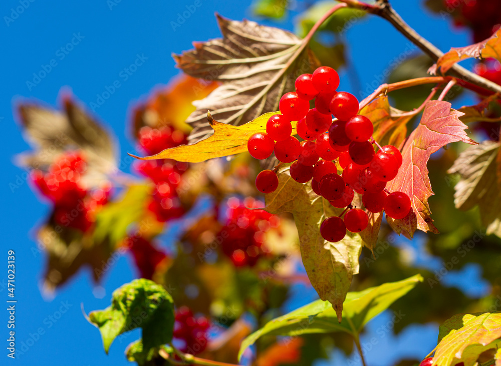  Viburnum branches with red berries and leaves against  blue sky in autumn on a sunny day