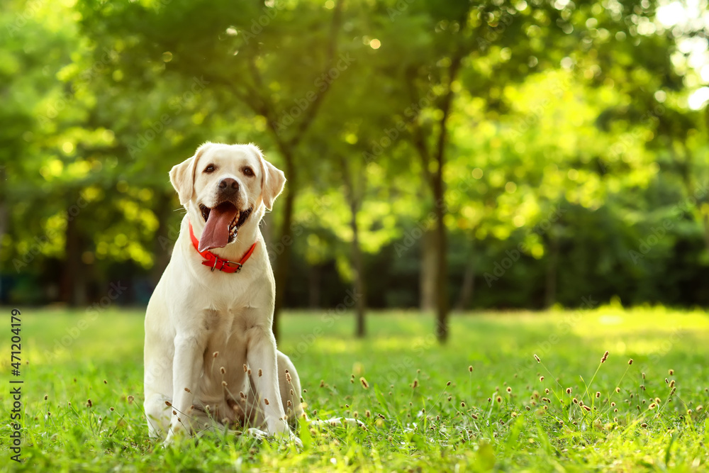 公园里可爱的拉布拉多犬