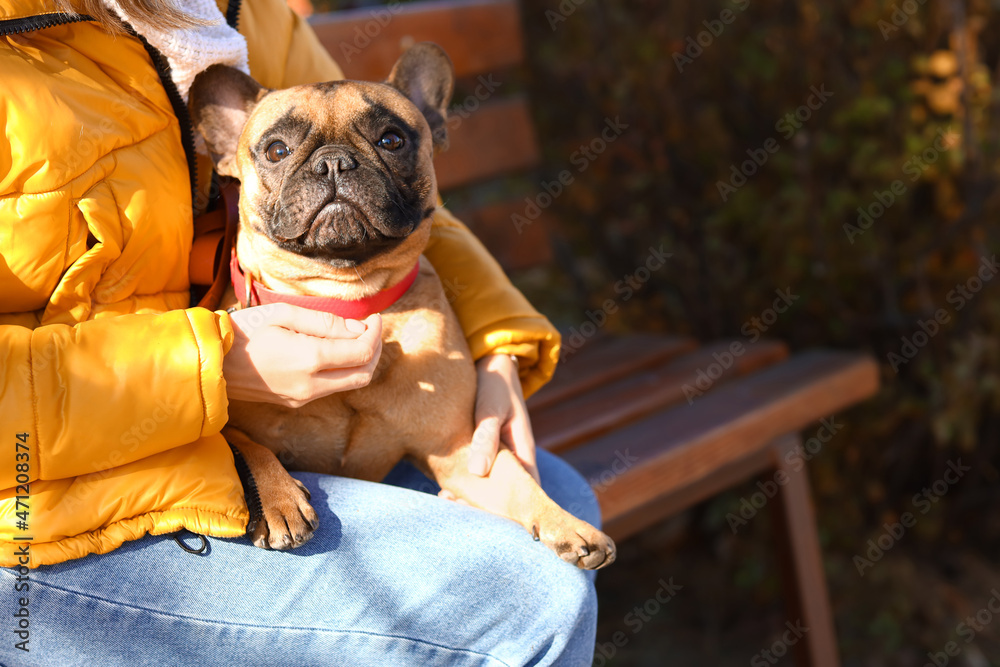 可爱的法国斗牛犬与主人在秋季公园