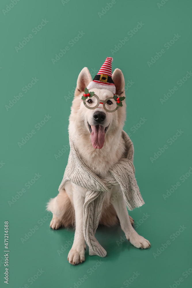 Cute white dog wearing glasses and Santa hat on color background