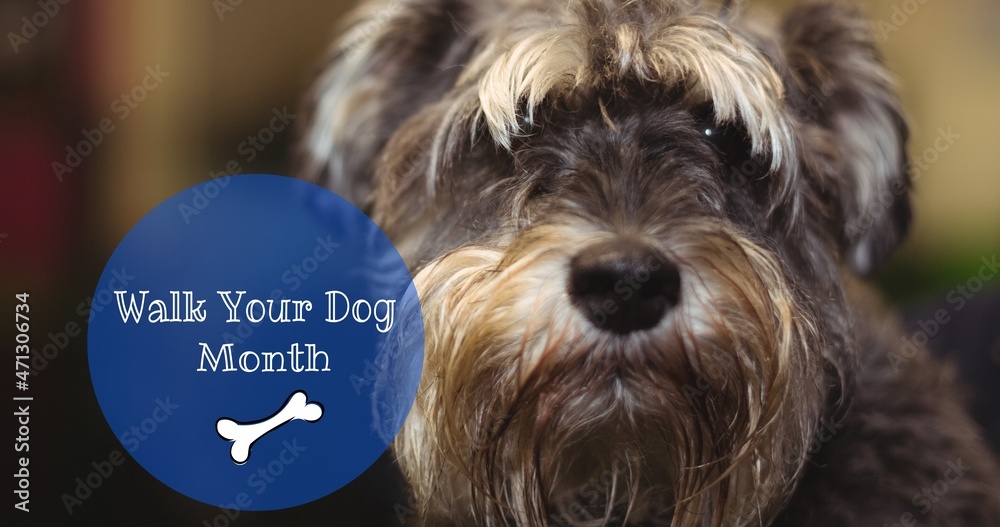 Walk your dog month text with bone illustration on cute hairy schnauzer