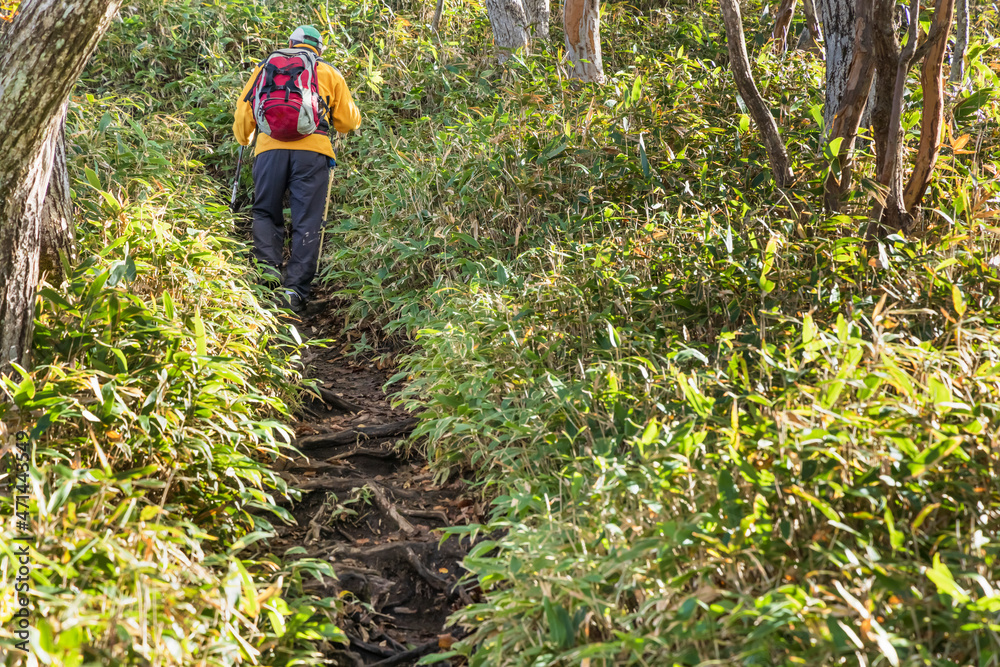 綺麗な笹の葉の中を行く登山道