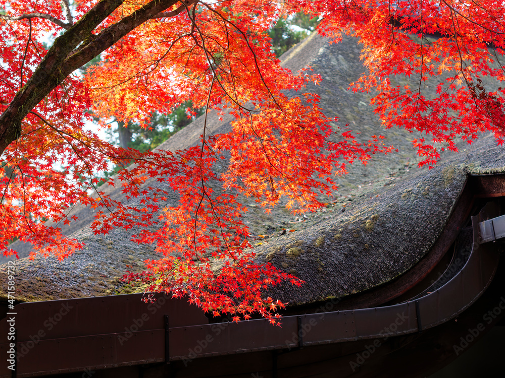 石山寺の紅葉