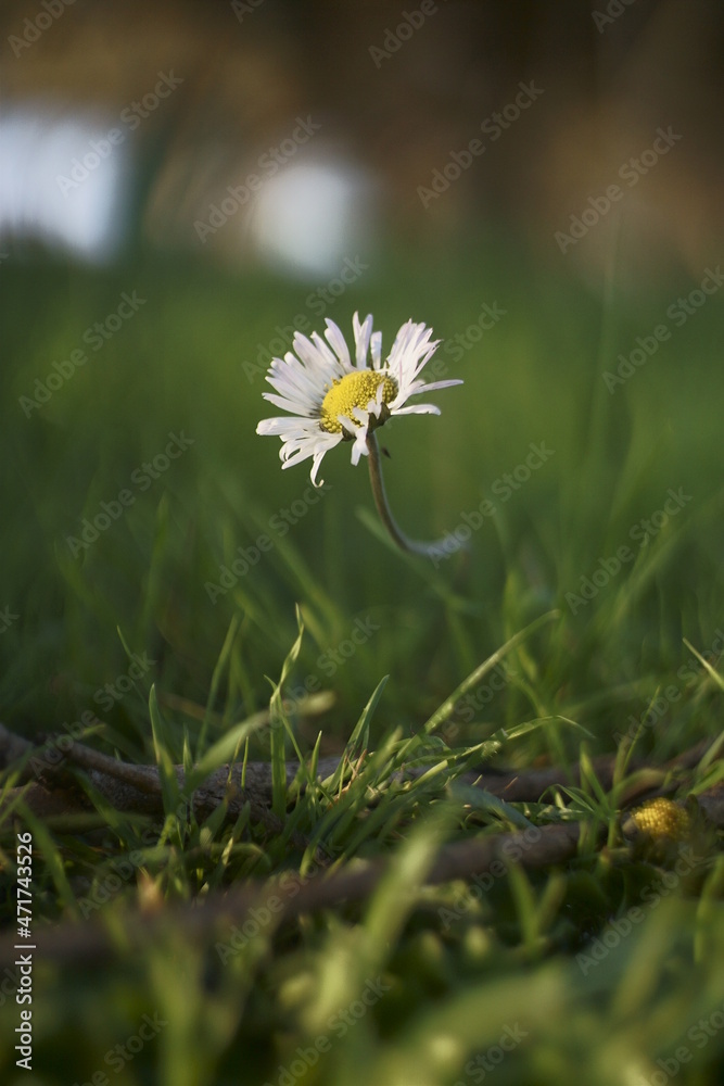 草地上的雏菊