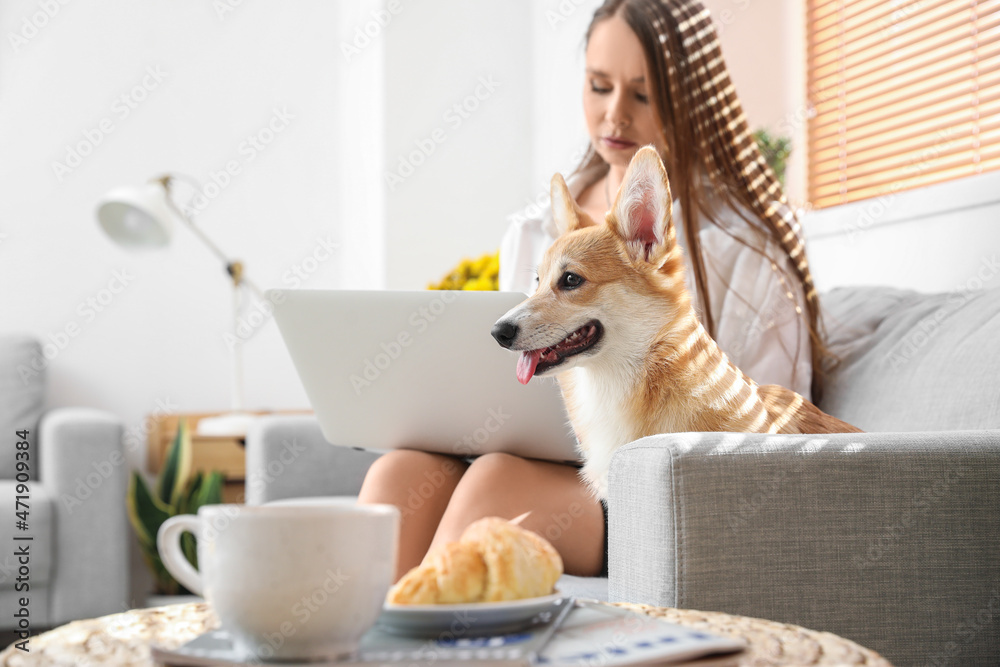 年轻女子带着可爱的柯基犬在家沙发上用笔记本电脑