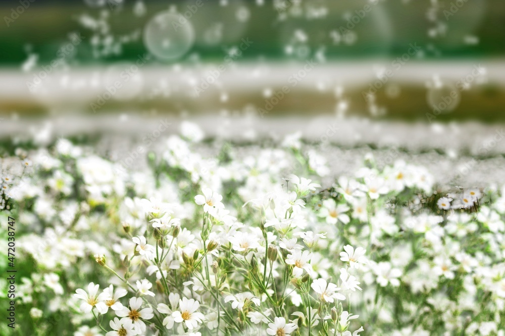 A field of grass flowers light up by a sunset evening light. An inspirational nature