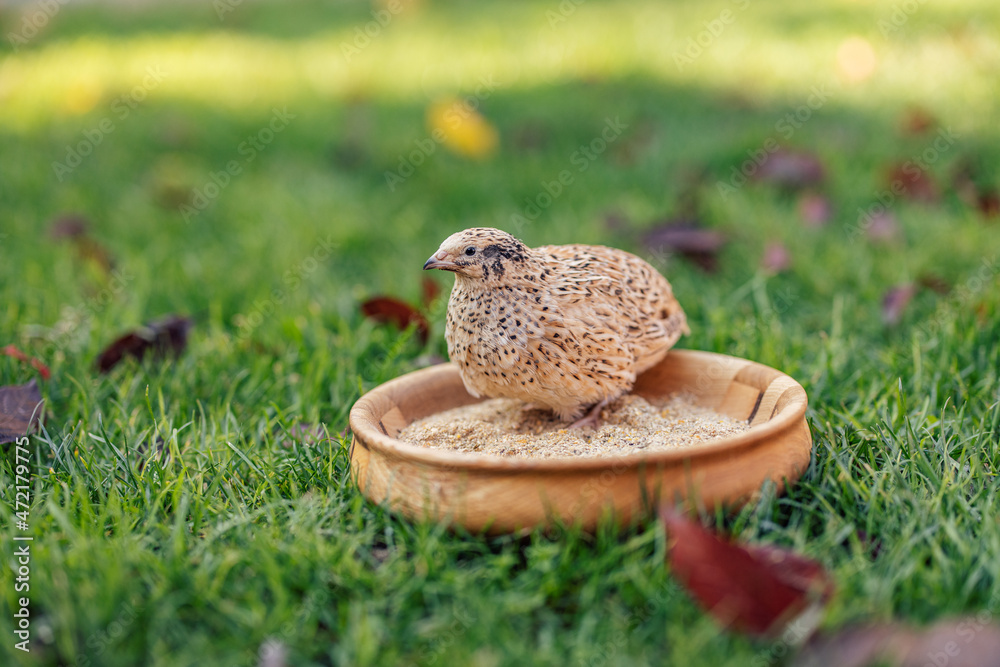 Lovely small bird with yellow feathers, walking into the middle of the feeder.