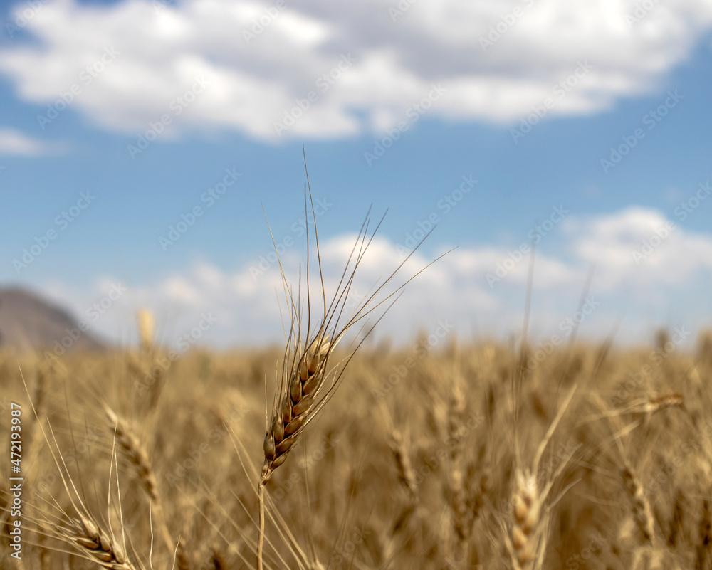 golden wheat field