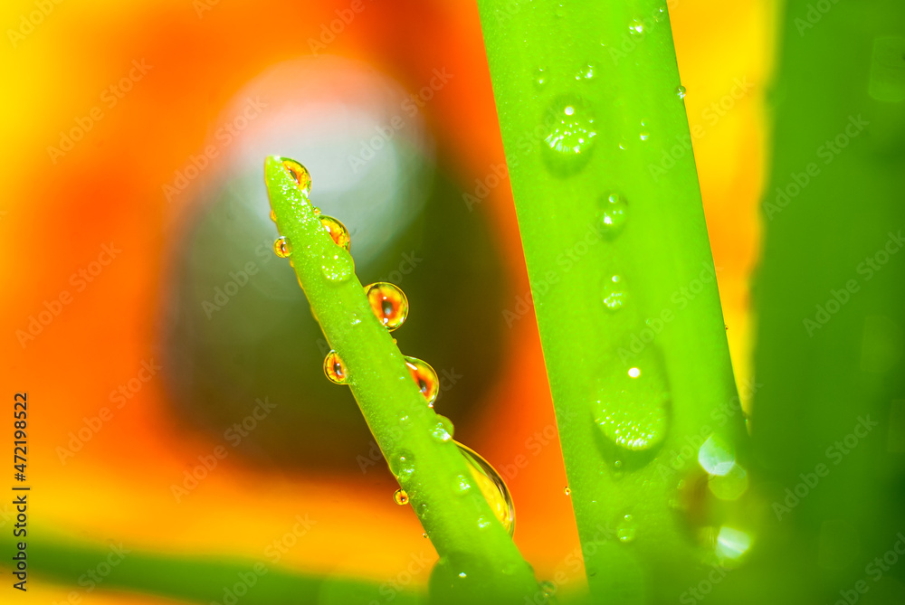 水滴落在树叶和花朵上