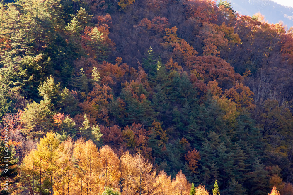 美しい山と紅葉した木