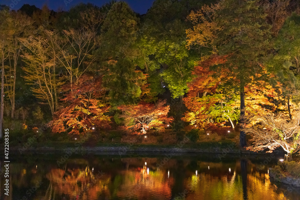 ライトアップされた夜の紅葉した木