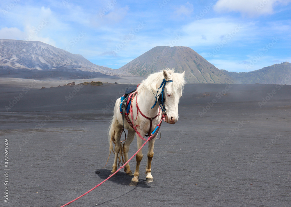 一匹强壮的白马在美丽的风景线上，名叫Bromo，白天