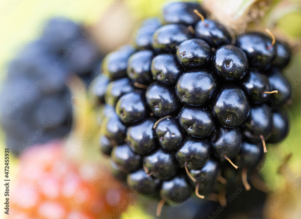 Natural fresh blackberries in a garden. Bunch of ripe and unripe blackberry fruit - Rubus fruticosus