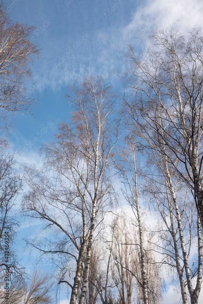 Autumn trees without leaves against a blue sky with white clouds, bottom up view.